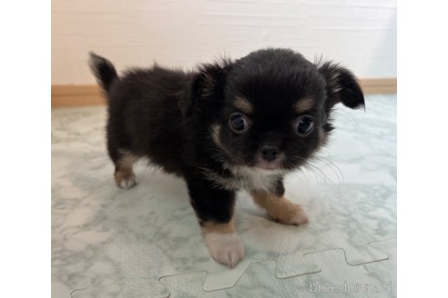 成約済の香川県のチワワ(ロングコート)-332703の6枚目