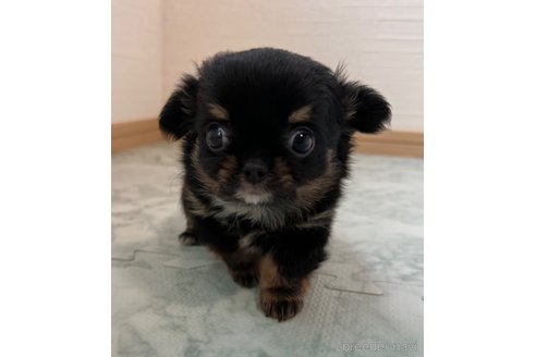 成約済の香川県のチワワ(ロングコート)-332702の11枚目