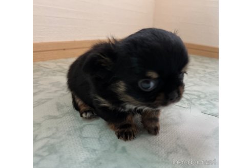 成約済の香川県のチワワ(ロングコート)-332702の2枚目