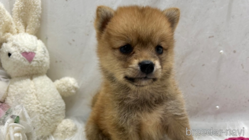 成約済の栃木県のミックス犬-333239の2枚目