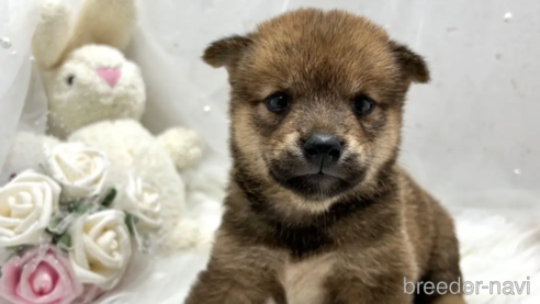 成約済の栃木県の柴犬-330572の32枚目