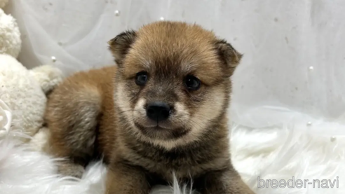 成約済の栃木県の柴犬-330568の1枚目