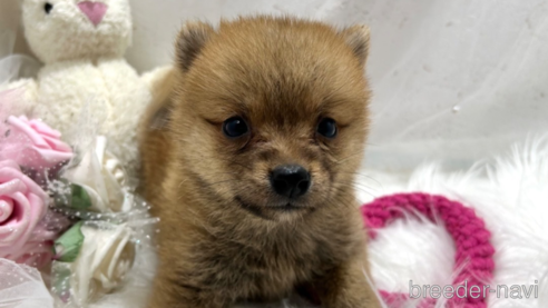 成約済の栃木県のミックス犬-333236の12枚目