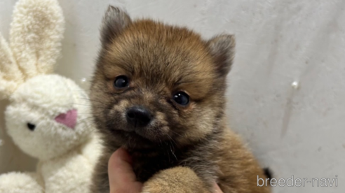 成約済の栃木県のミックス犬-333238の1枚目