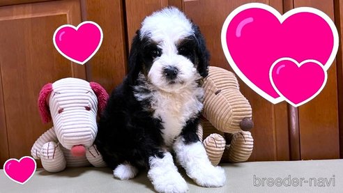成約済の茨城県のミックス犬-334840の12枚目