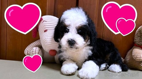成約済の茨城県のミックス犬-334840の13枚目