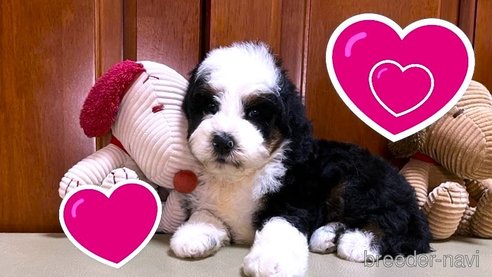 成約済の茨城県のミックス犬-334840の14枚目