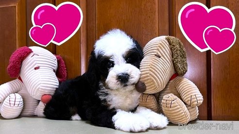 成約済の茨城県のミックス犬-334840の15枚目