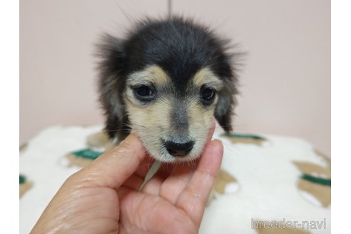 成約済の広島県のミニチュアダックスフンド(ロングヘアード)-333338の4枚目