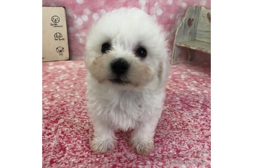 成約済の愛知県のビションフリーゼ-334846の5枚目