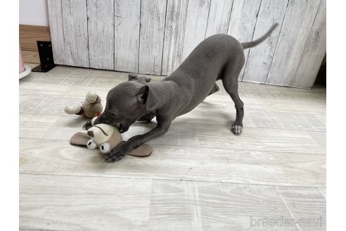 成約済の愛知県のイタリアングレーハウンド(イタグレ)-334859の5枚目