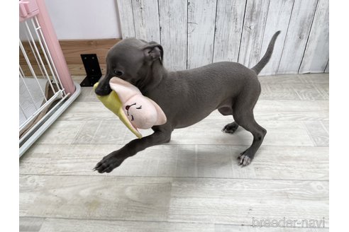 成約済の愛知県のイタリアングレーハウンド(イタグレ)-334859の4枚目