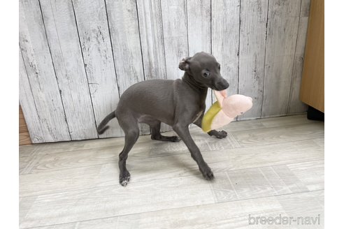 成約済の愛知県のイタリアングレーハウンド(イタグレ)-334859の3枚目