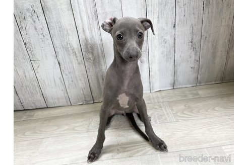 成約済の愛知県のイタリアングレーハウンド(イタグレ)-334859の2枚目