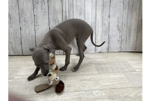 成約済の愛知県のイタリアングレーハウンド(イタグレ)-334862の5枚目