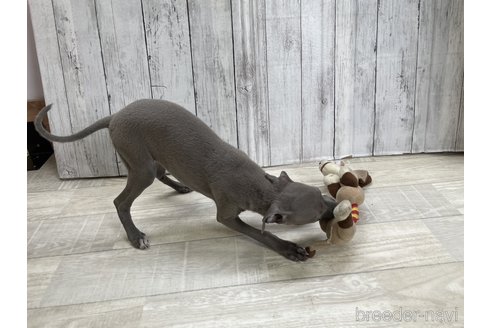 成約済の愛知県のイタリアングレーハウンド(イタグレ)-334862の4枚目