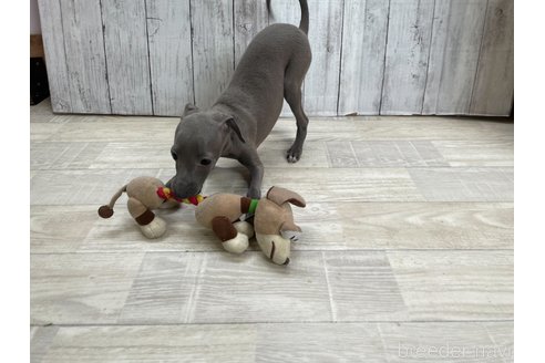 成約済の愛知県のイタリアングレーハウンド(イタグレ)-334862の3枚目