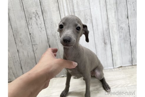 成約済の愛知県のイタリアングレーハウンド(イタグレ)-334862の2枚目