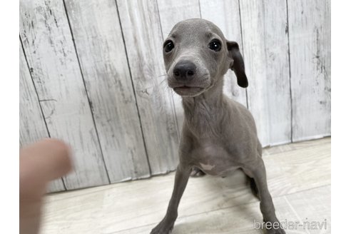成約済の愛知県のイタリアングレーハウンド(イタグレ)-334862