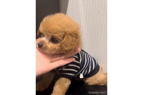 成約済の広島県のミックス犬-334872の2枚目