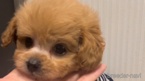成約済の広島県のミックス犬-334872