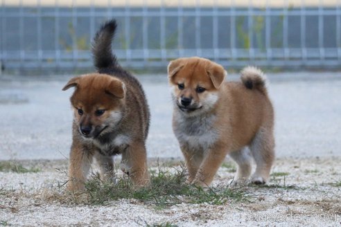 成約済の愛媛県の柴犬-331272の6枚目