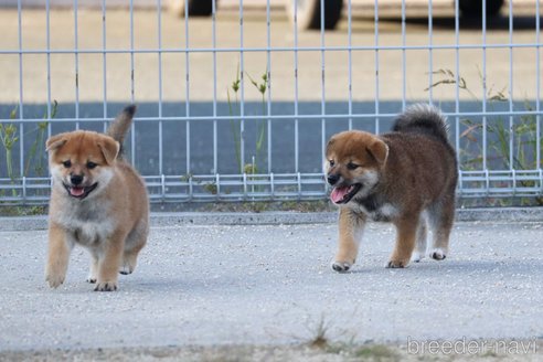成約済の愛媛県の柴犬-331272の5枚目