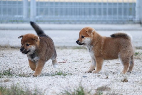 成約済の愛媛県の柴犬-331272の4枚目