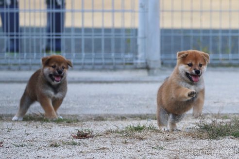 成約済の愛媛県の柴犬-331272の2枚目