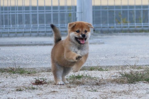 成約済の愛媛県の柴犬-331272の3枚目