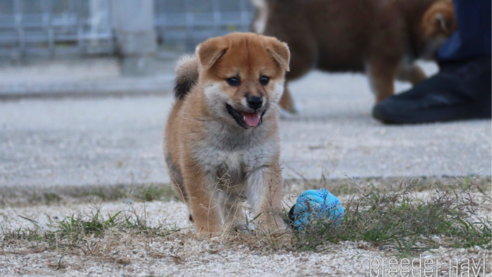 成約済の愛媛県の柴犬-331272の1枚目