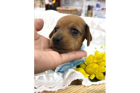 成約済の愛知県のミックス犬-331959の7枚目
