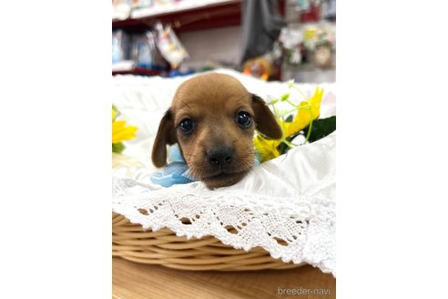成約済の愛知県のミックス犬-331959の6枚目