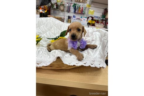 成約済の愛知県のミックス犬-331963の10枚目