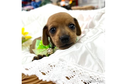 成約済の愛知県のミックス犬-331963の9枚目