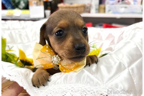 成約済の愛知県のミックス犬-331981の4枚目