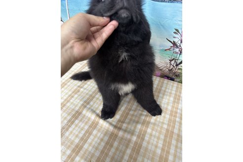 成約済の千葉県のニューファンドランド-326461の2枚目