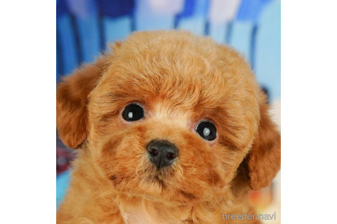 子犬