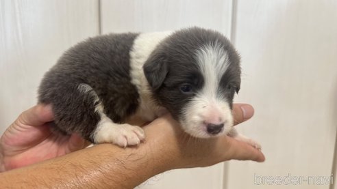 成約済の愛知県のボーダーコリー-334921の2枚目