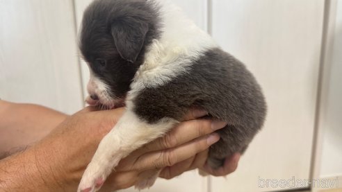 成約済の愛知県のボーダーコリー-334921の3枚目