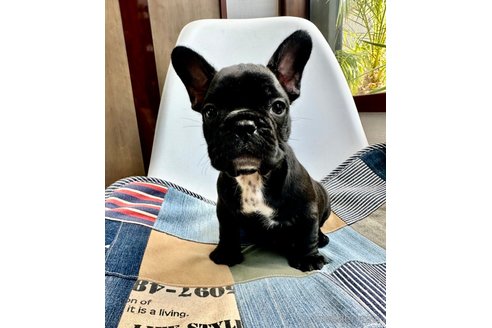 成約済の京都府のフレンチブルドッグ-334902の2枚目