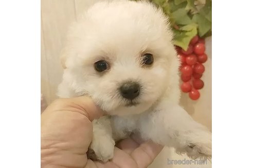 成約済の愛知県のビションフリーゼ-334904の4枚目