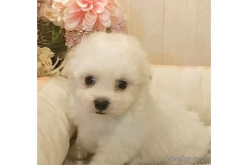 成約済の愛知県のビションフリーゼ-334904の3枚目