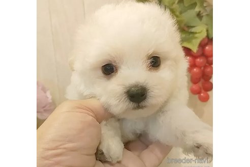 成約済の愛知県のビションフリーゼ-334904の2枚目