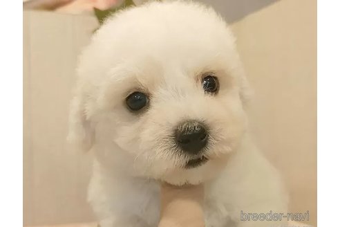 成約済の愛知県のビションフリーゼ-334906の4枚目