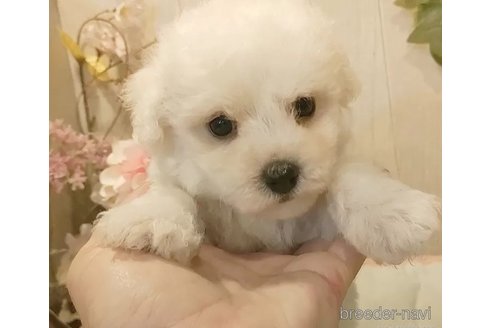 成約済の愛知県のビションフリーゼ-334906の2枚目
