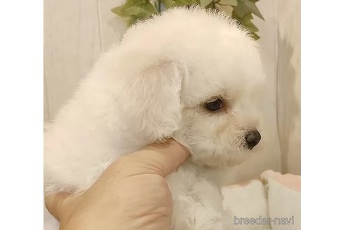 成約済の愛知県のビションフリーゼ-334907の4枚目
