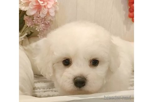 成約済の愛知県のビションフリーゼ-334907の3枚目