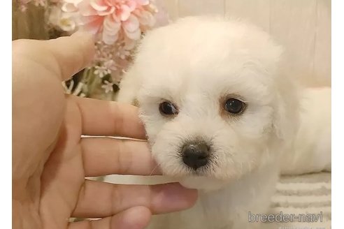 成約済の愛知県のビションフリーゼ-334907の2枚目