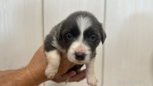 成約済の愛知県のボーダーコリー-334928の1枚目